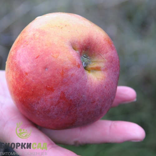 Купить саженцы яблони Пепин шафранный в Москве и Подмосковье с доставкой